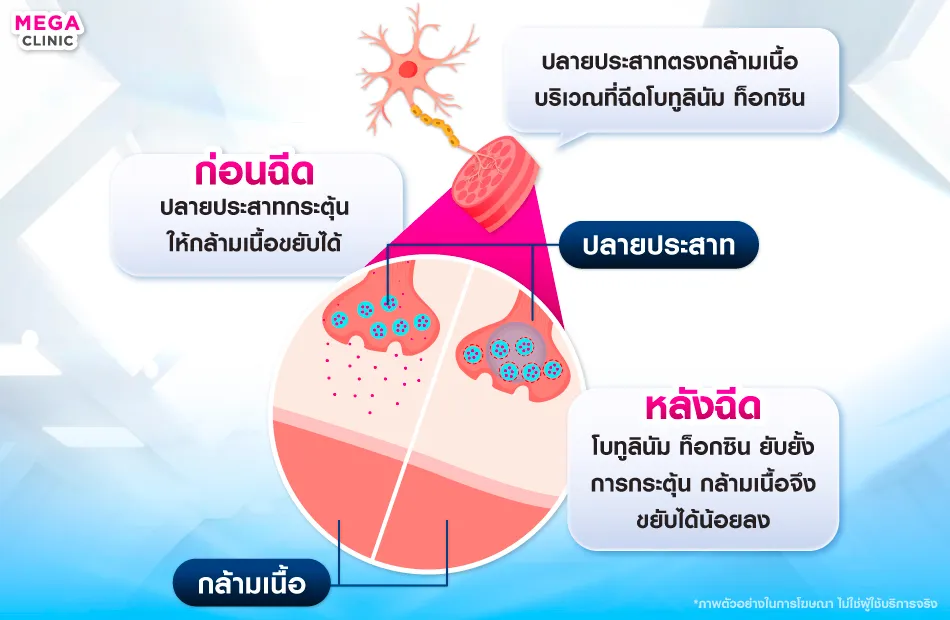 โบท็อกทำงานยังไง